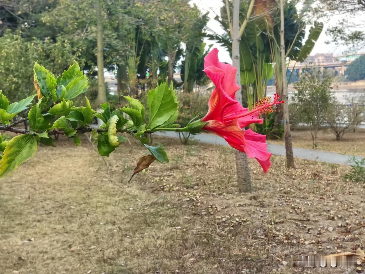 分享下你拍的花[微风]公园鲜花随手拍原图分享，有请大家共赏 ~[送自己一朵花]