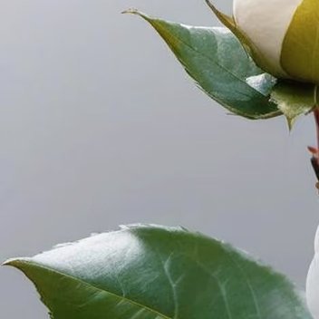 山茶花种植  种植  种植  种植  种植不知名的养耗碎碎念美食甜品 蛋糕 实时