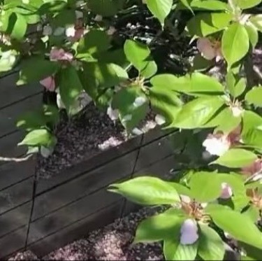 每日一善每日一善 ❤️阳光信用 潮间带的海葵随潮起潮落舒展触须，涨潮时拥抱浪花，