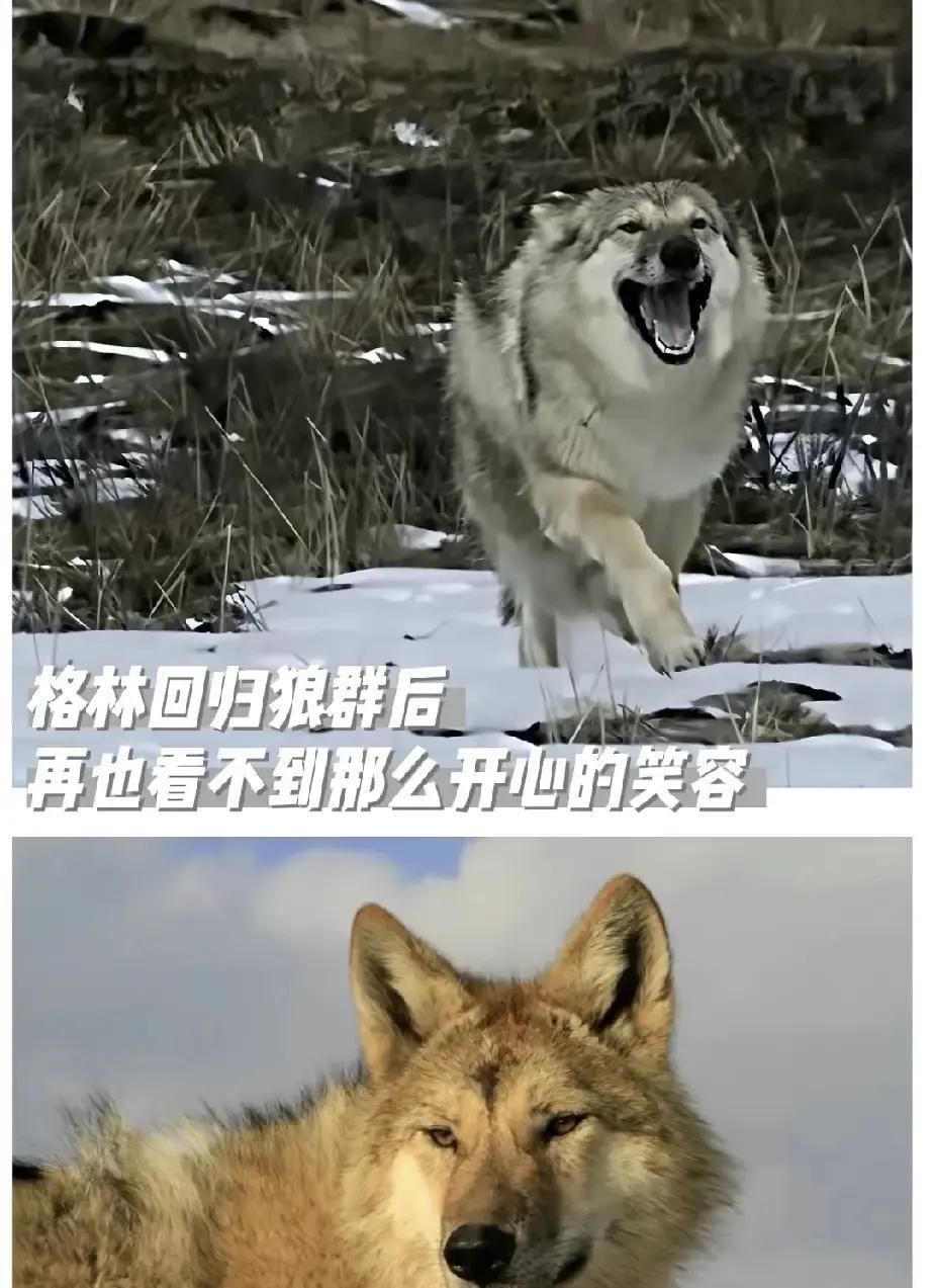 李微漪把格林带回草原那天，铁链一响，小狼回头舔掉她脸上的泪，扭头奔向远处嚎叫的狼