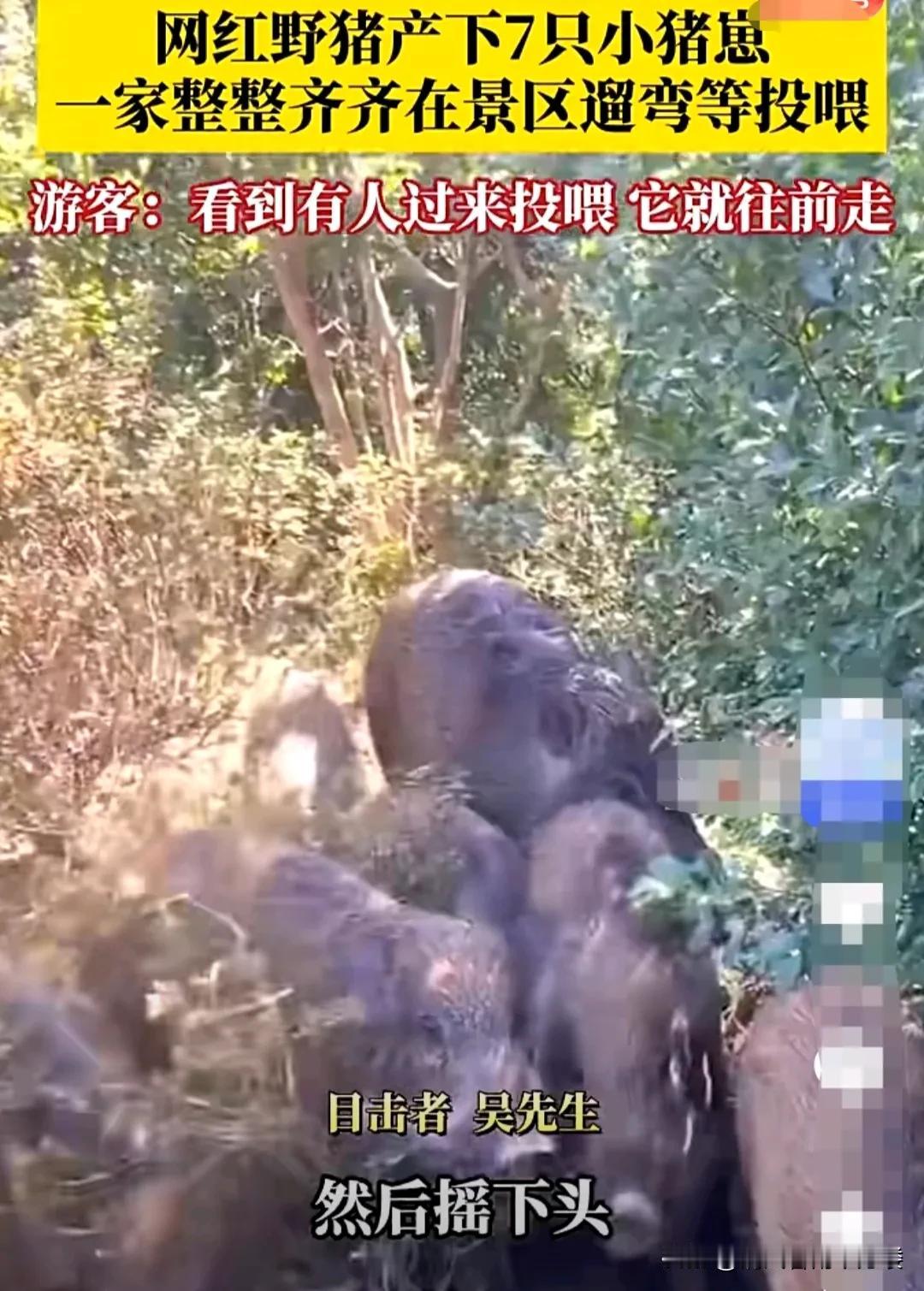 深圳梧桐山的网红野猪，已经生下了七头小猪仔。这七头小猪仔在猪妈妈的精心抚育下茁壮