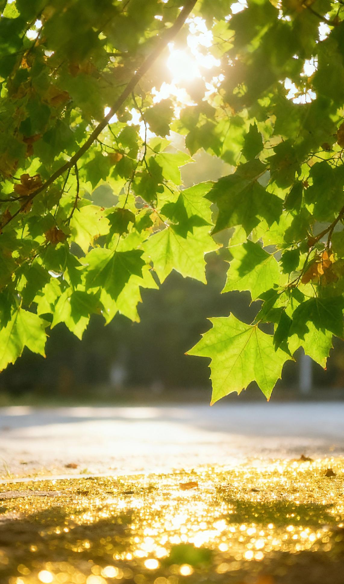 今早出门被秋阳晃得差点眯了眼！
 
哪还有夏天那股子晒得人躲着走的蛮横劲儿啊，这