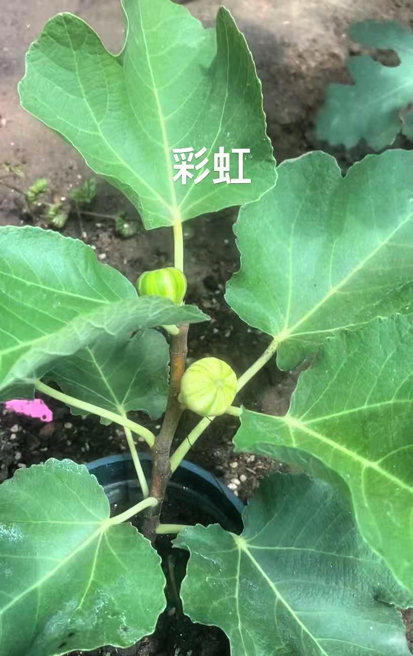 彩虹无花果，果实成熟时果皮颜色丰富，宛如彩虹般绚丽，这颜值相当能打。它的果肉细腻