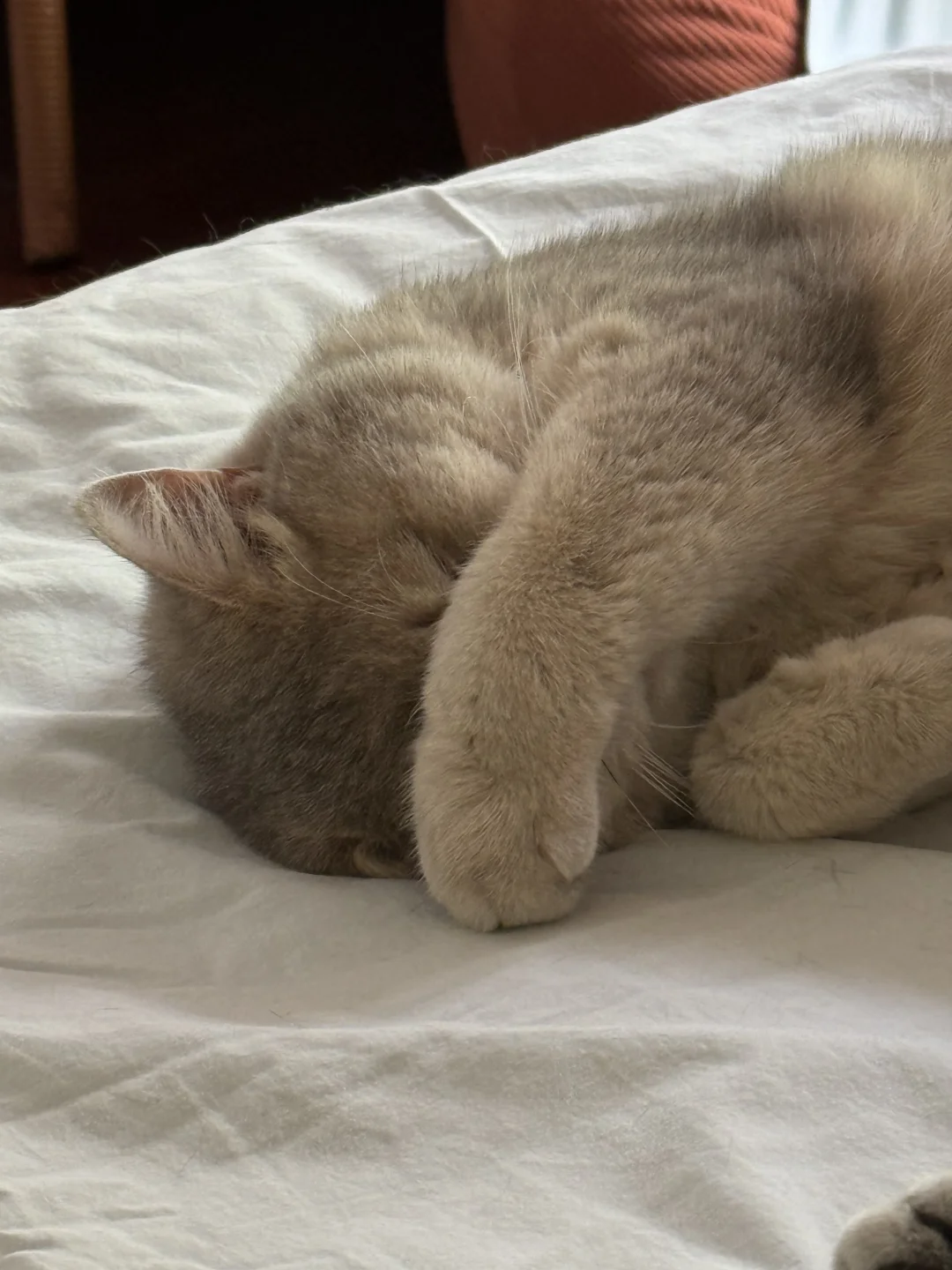 小猫睡觉的时候是这样的