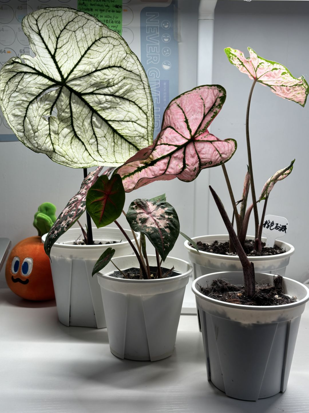 种下半个月的彩叶芋热带植物