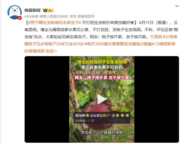 【男子晒生虫桃被劝去卖虫子 不打药生虫桃引来爬虫爱好者】 6月11日（报道），云