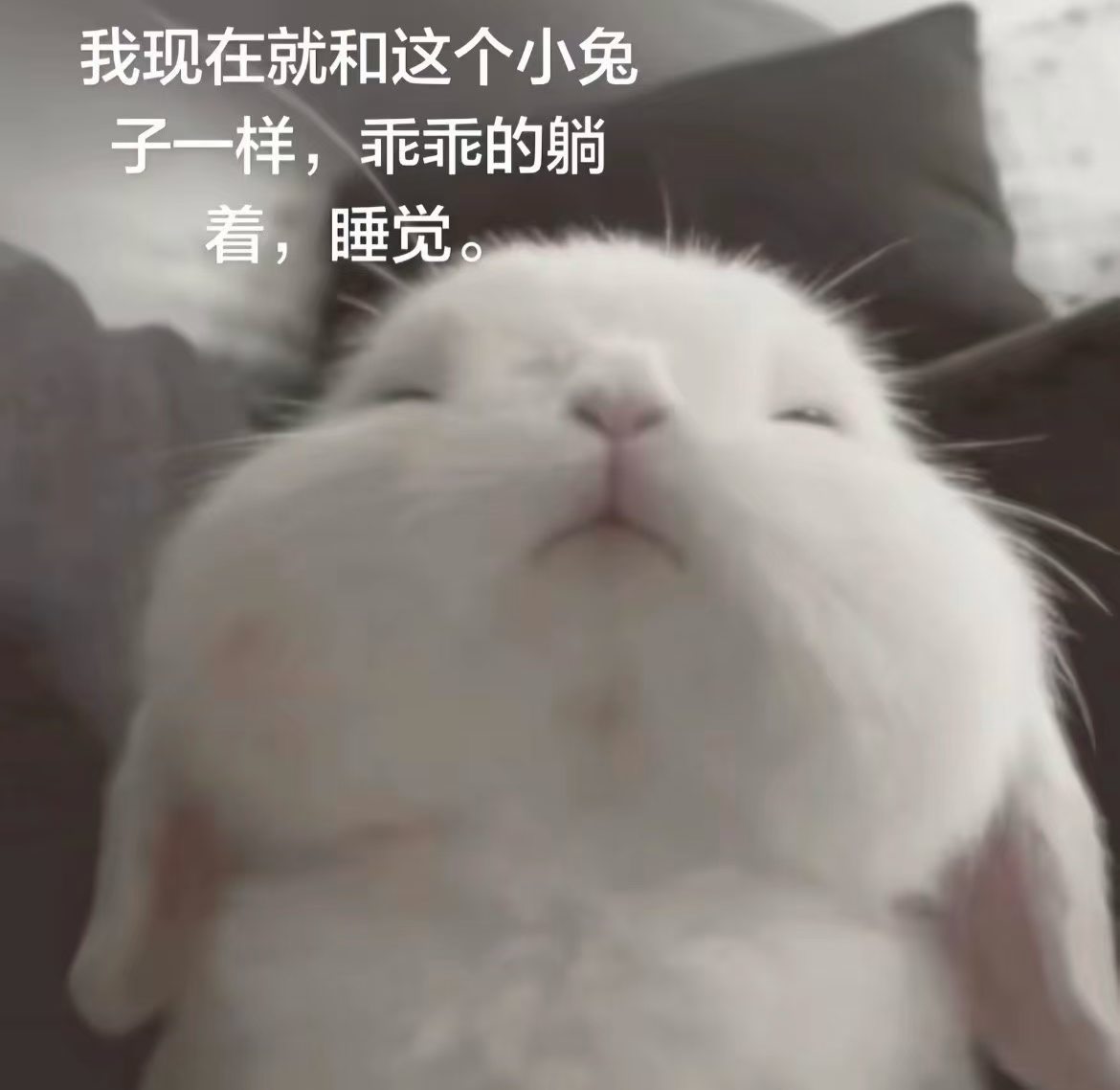 它好萌吧 文案是这个宝宝 我有非常严重的恋兔癖 就是喜欢兔子 每天想兔子爱兔子 