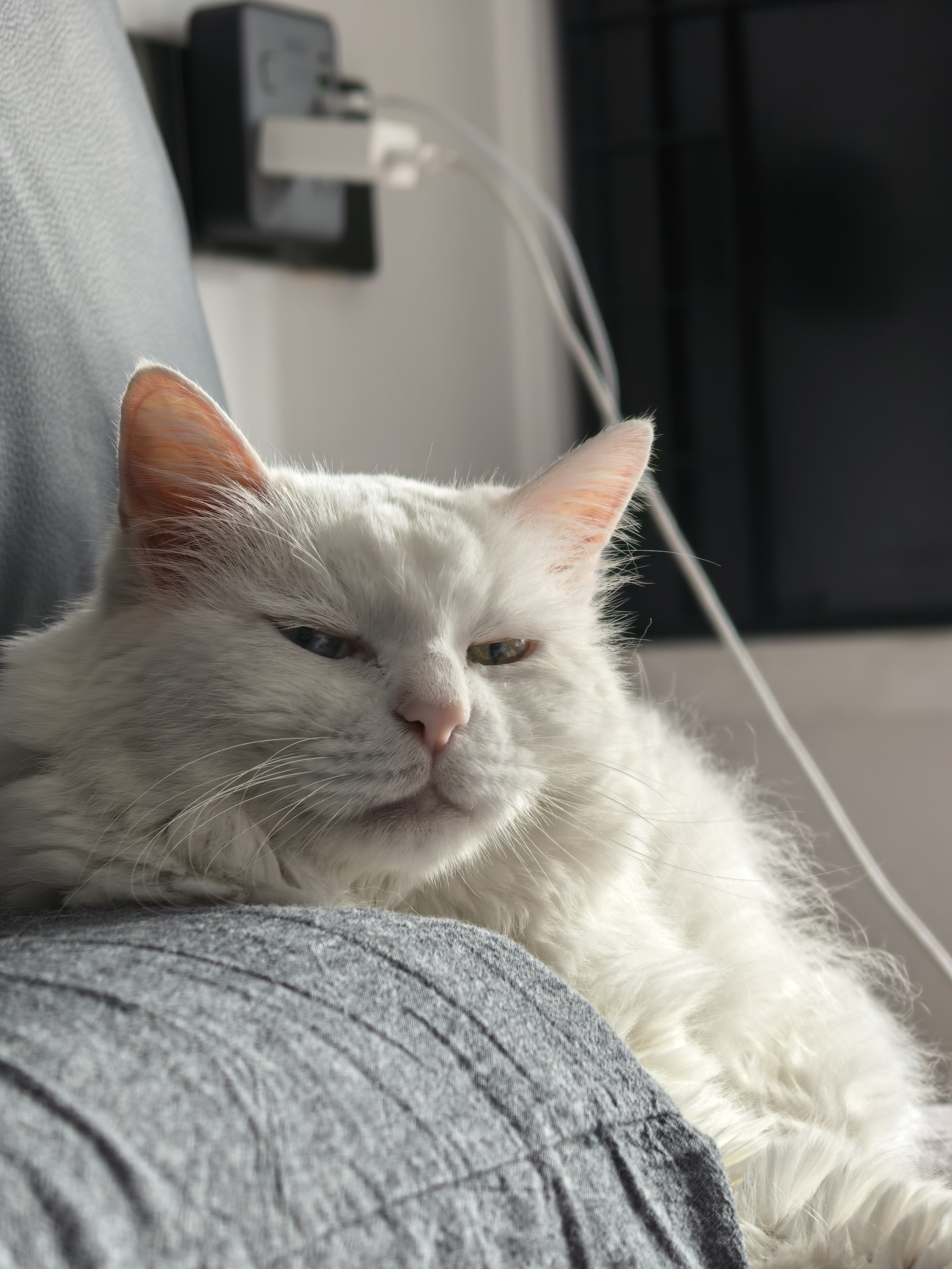 咪的蔑视 ​​​