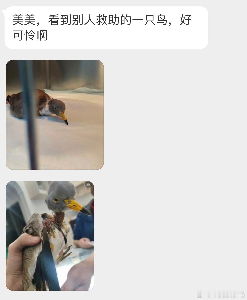 是一只【灰头麦鸡】脖子的毛毛都没了，看着好疼啊希望它能好起来[泪] ​​​