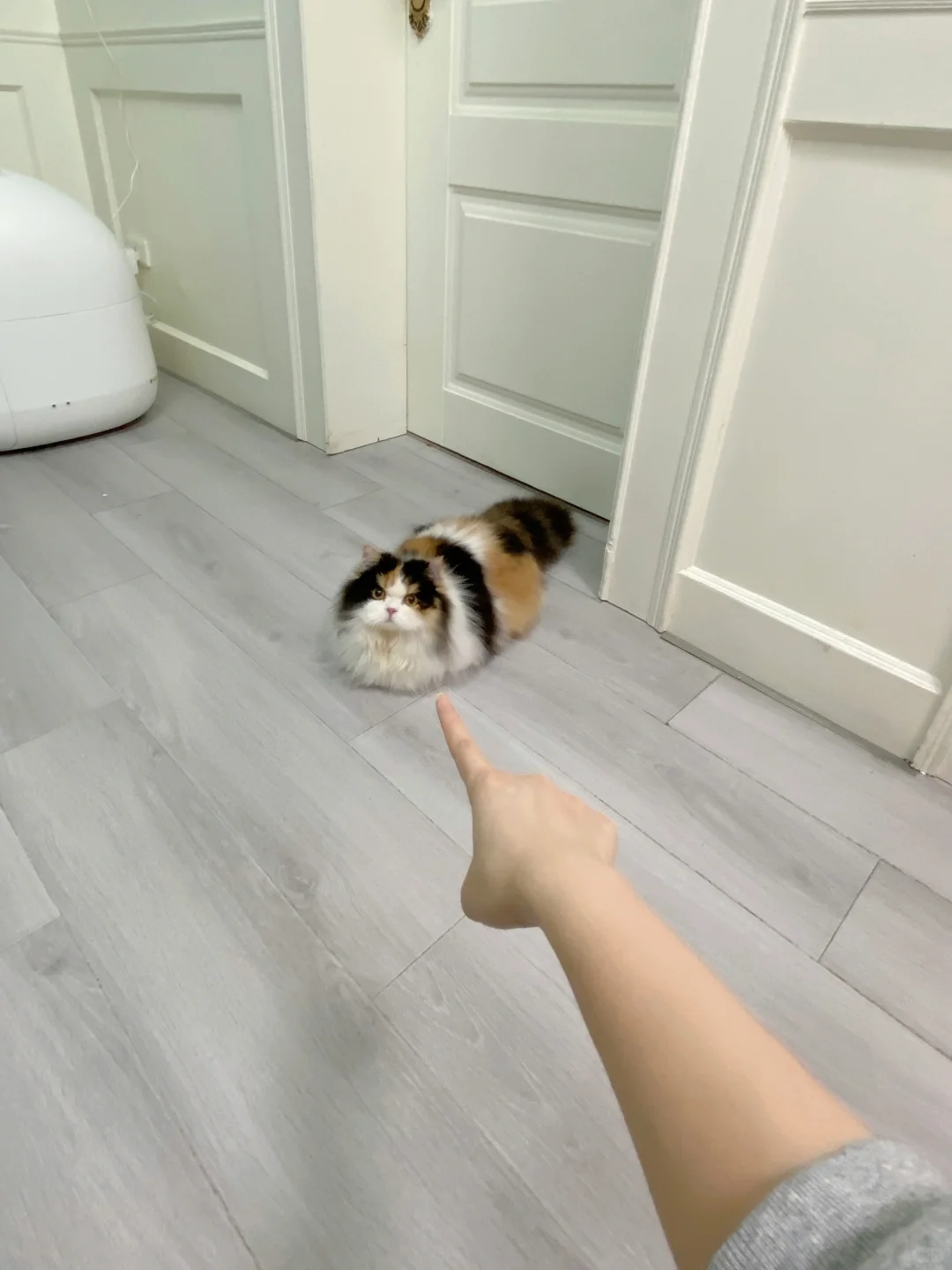 你小汁给我不许动！