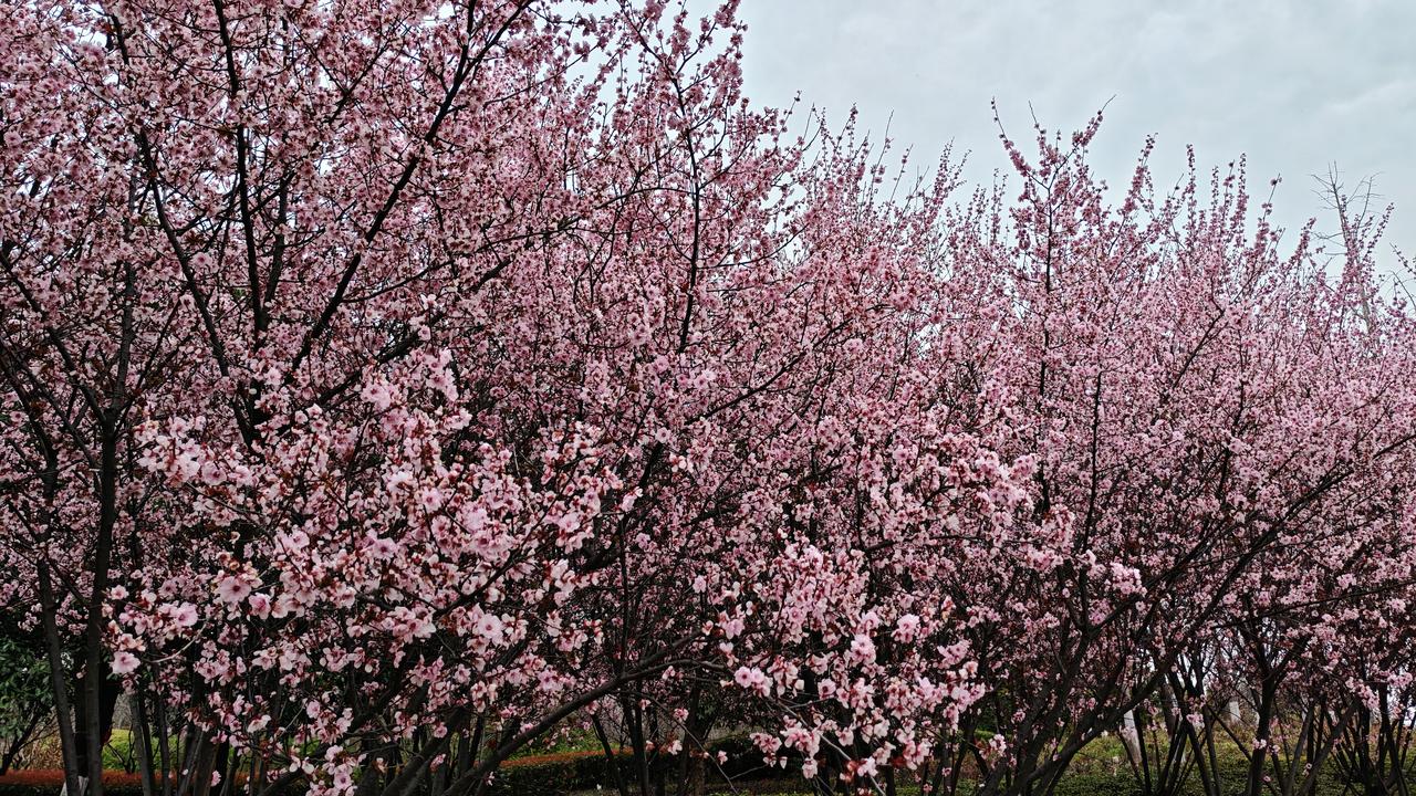 湖边的垂柳，垂下了柔软的枝条，像是绿色的丝带在风中飘舞。湖水清澈见底，鱼儿在水中