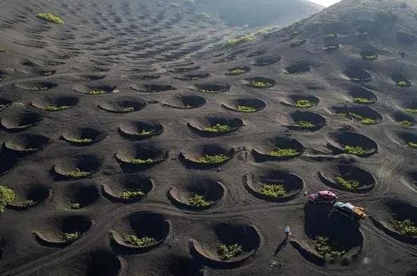 在火山岛上种葡萄？西班牙的兰萨罗特岛上有300多座火山，因此这个岛屿铺满了大量的