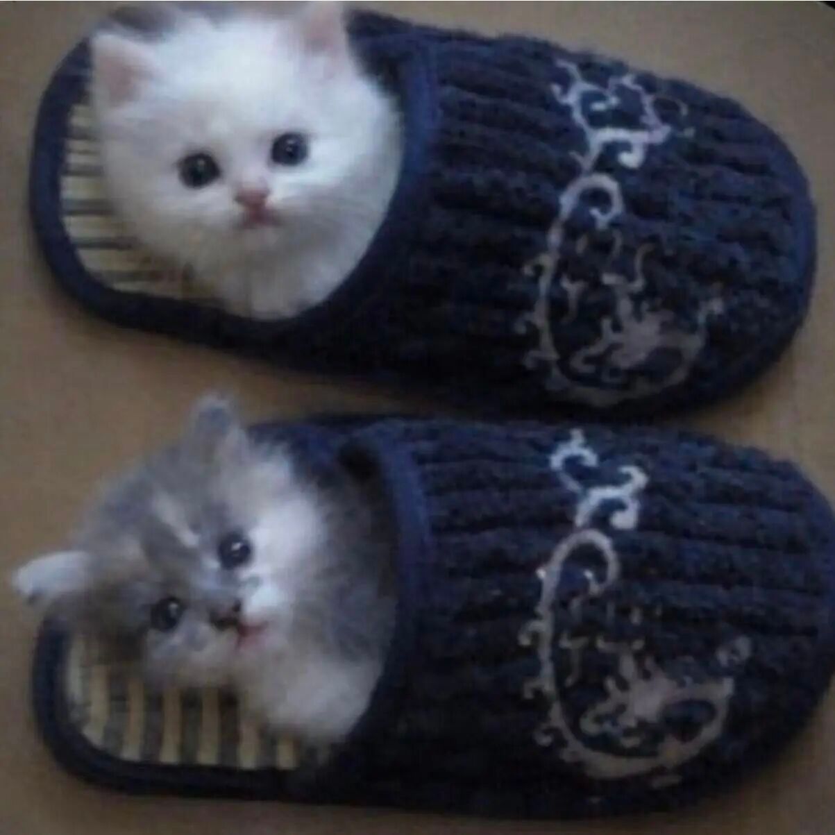 ^喵^ 大量猫图涌入... 
