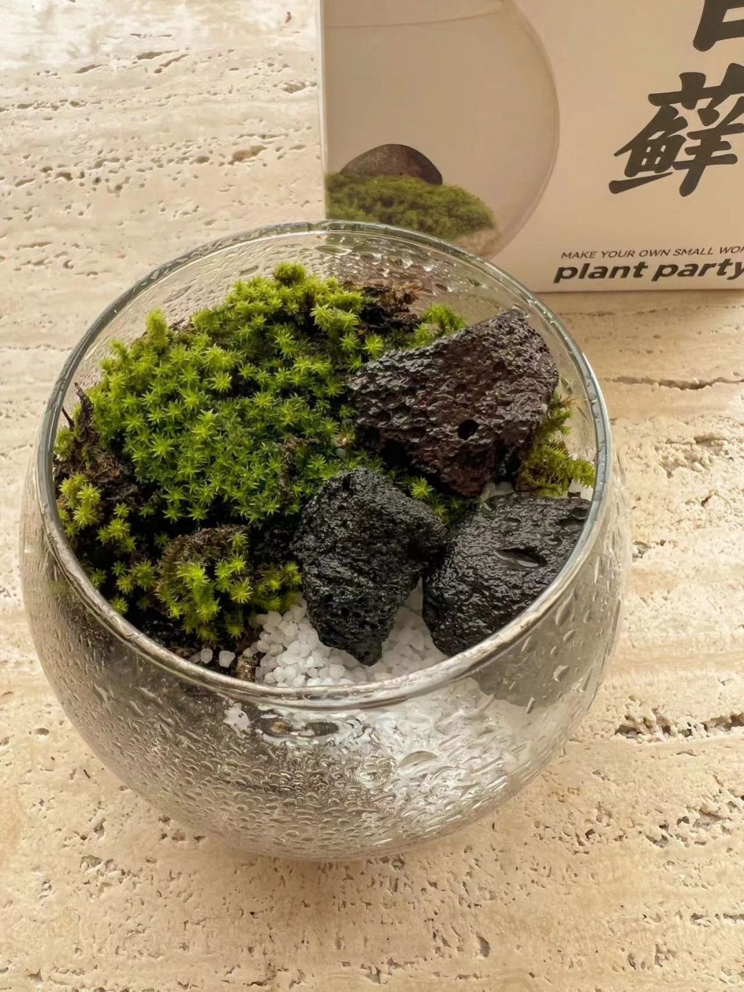 桌面绿植| 如何DIY一个苔藓创意微景观？