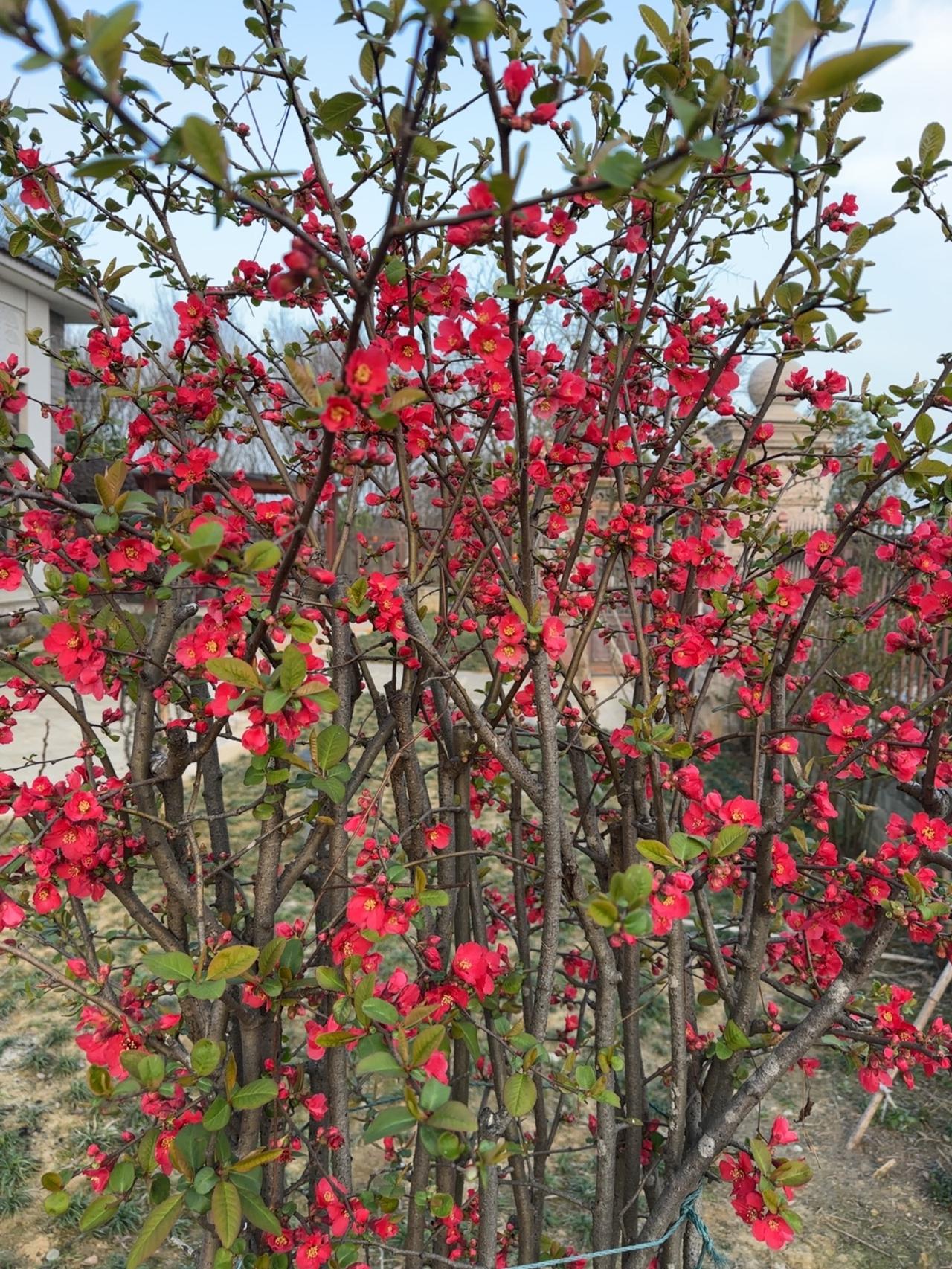 看看这是什么花[大笑]
家门口，院子里，朵朵花儿红艳艳的盛开，犹如25岁的女孩，