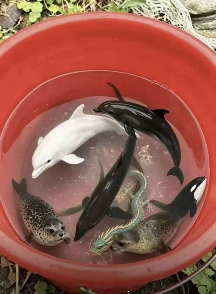 大海的馈赠 烟台