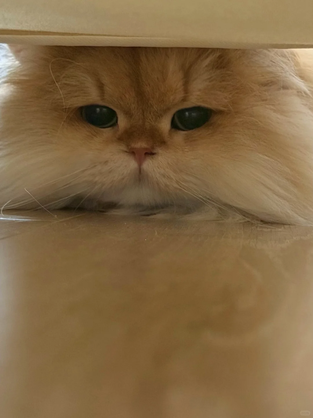 小老鼠视角明明也没那么可怕嘛🤤