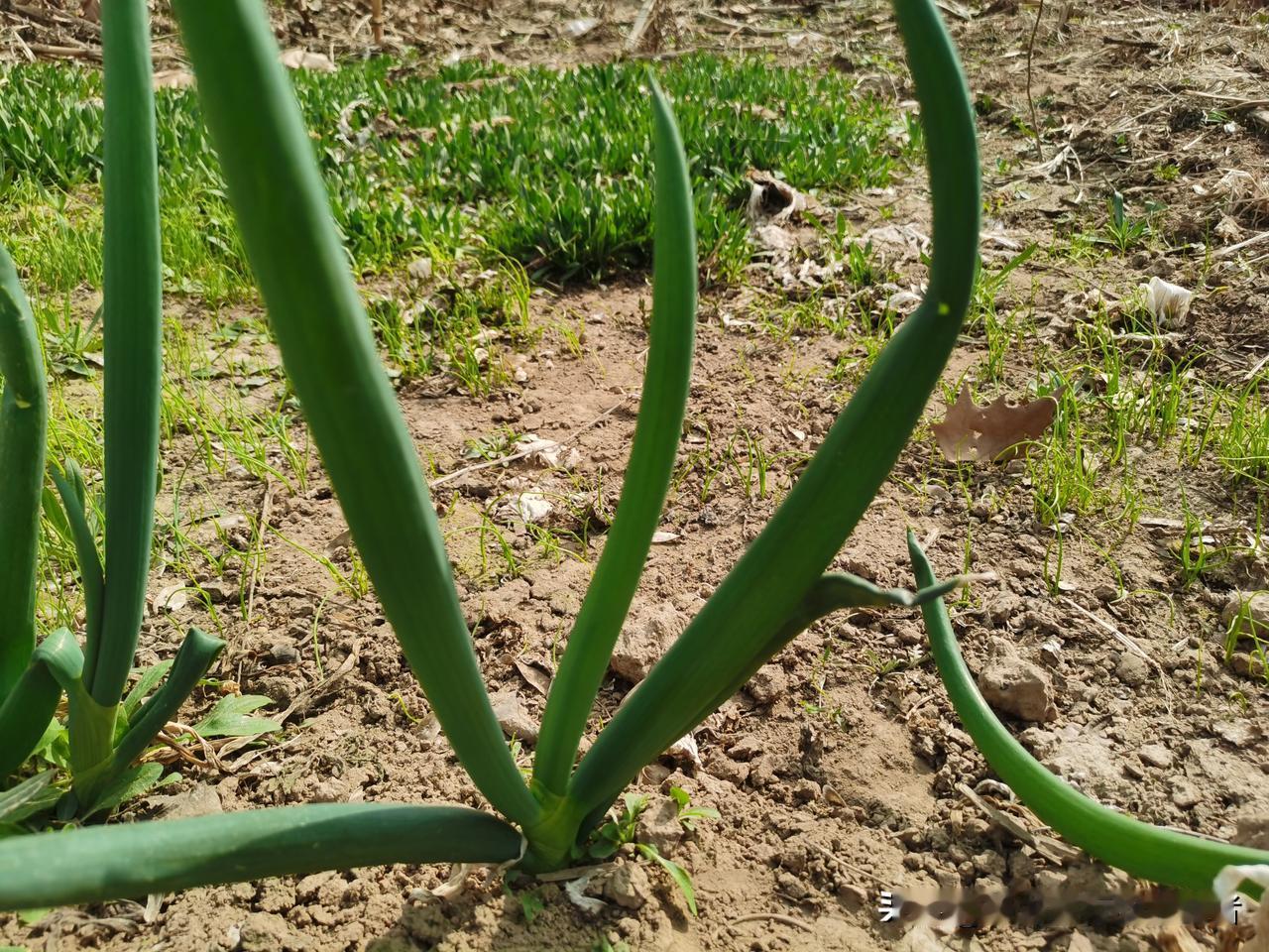 小菜地的春天来了！看看长的号码