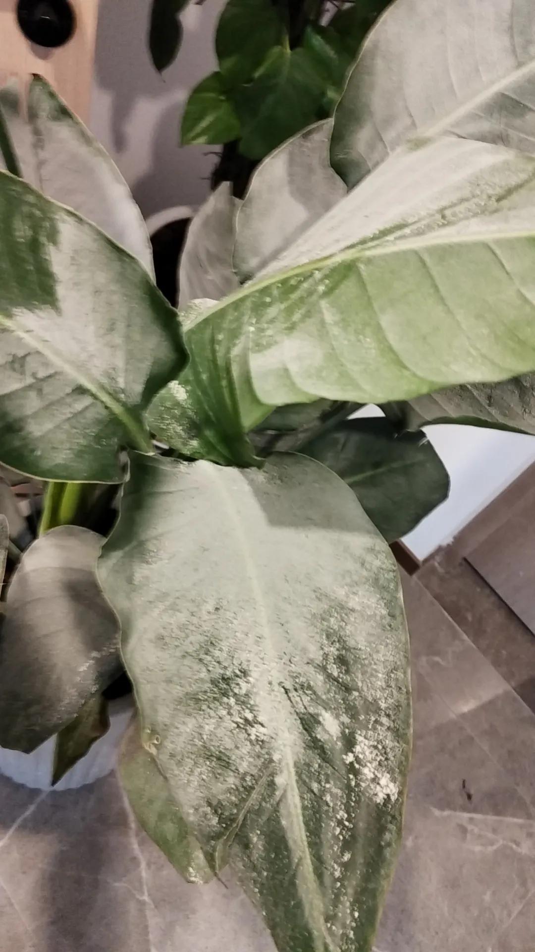 绿萝，像一片叶子，在微风中轻轻摇曳