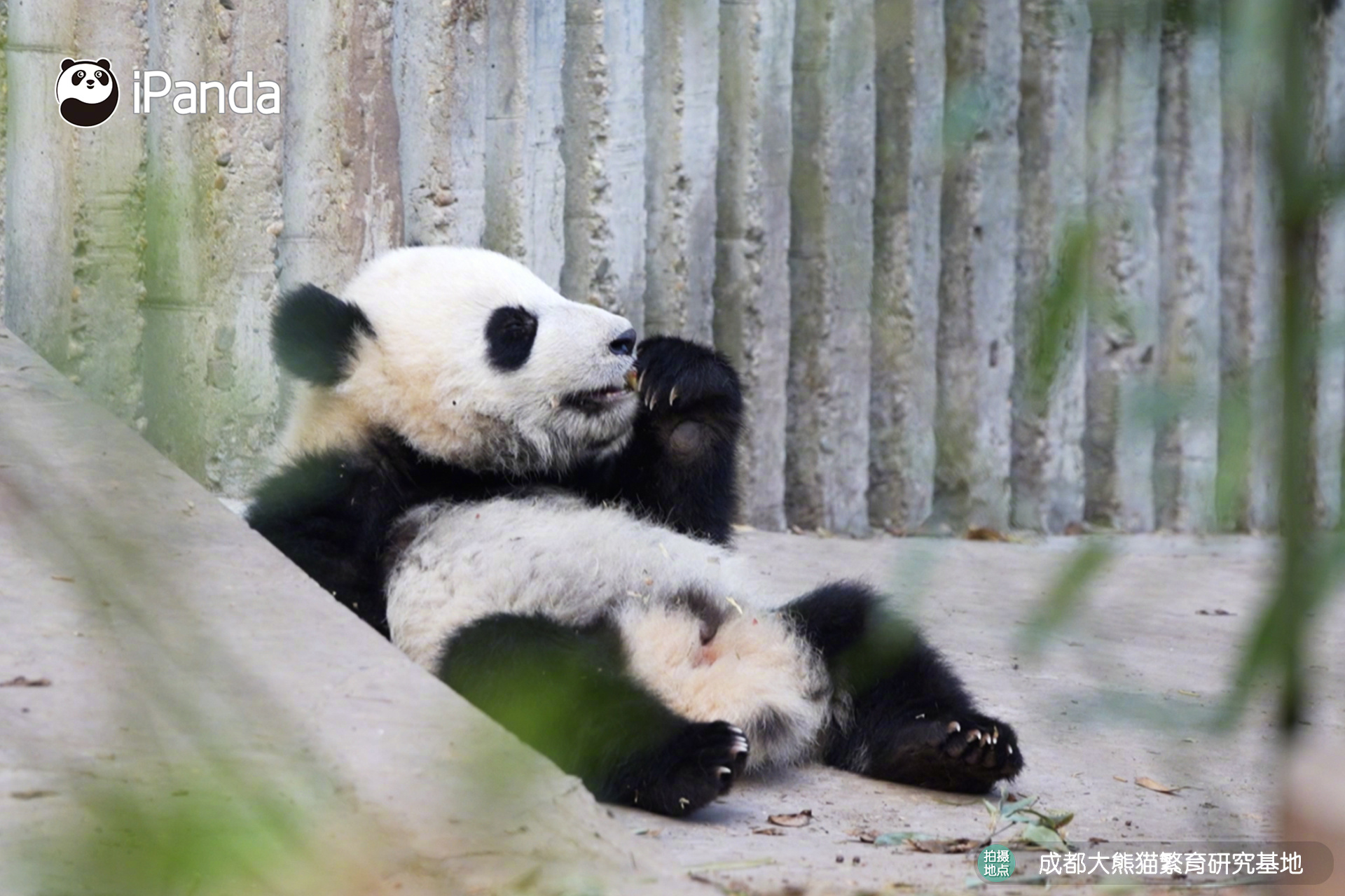 【大熊猫的治愈从早安开始🌟】🐼发言熊：大熊猫“艾虎”名熊名言：面向太阳睡大觉