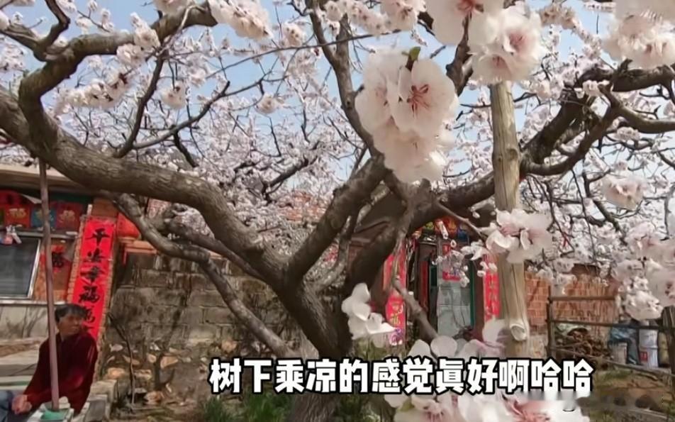 2026年丹东的东港孤山杏花节将于4月16日，4月17日和4月18日举行，本届旅