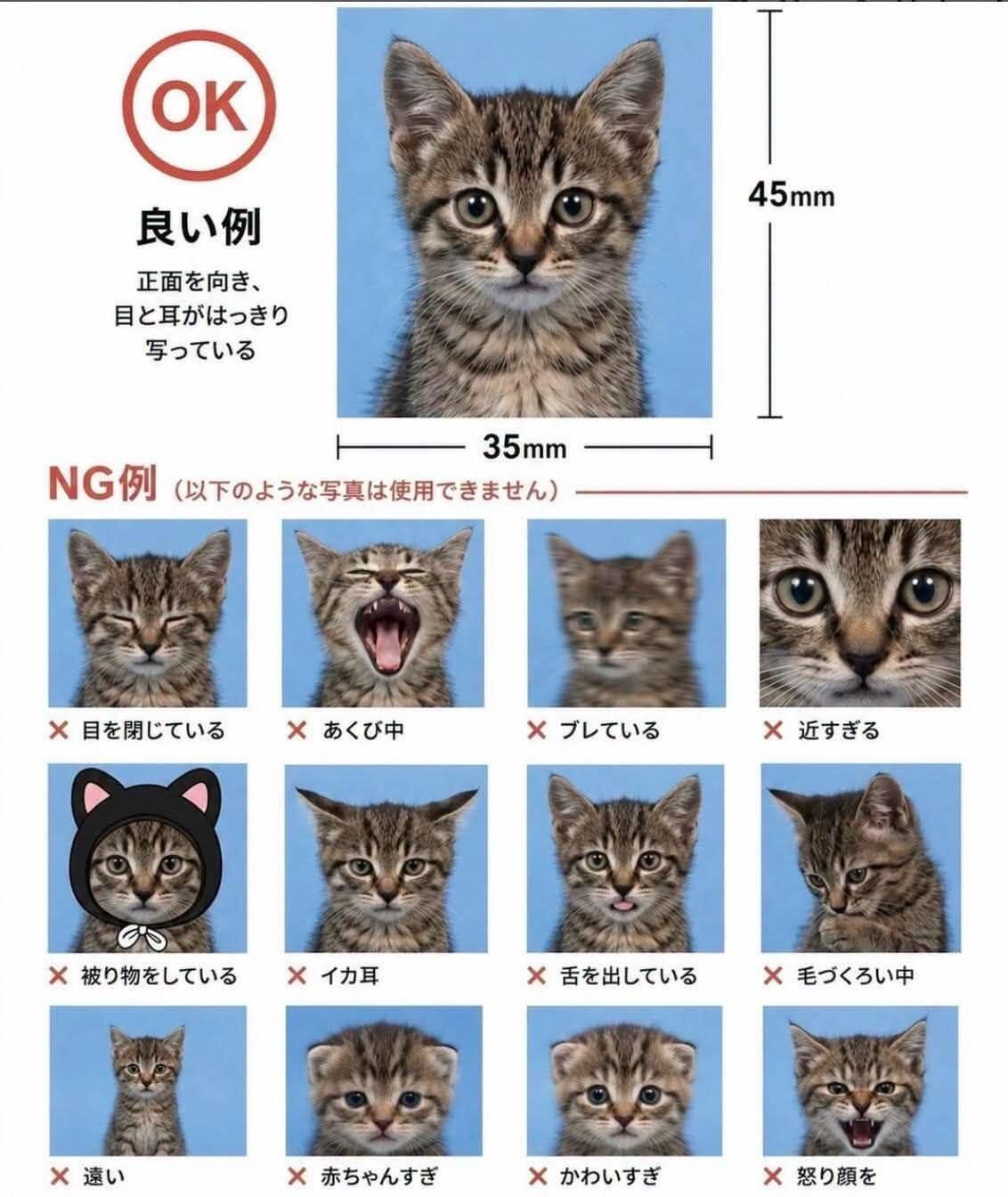 RIKU前田陸 小猫拍证件照～所以最后一张是生气还是委屈 