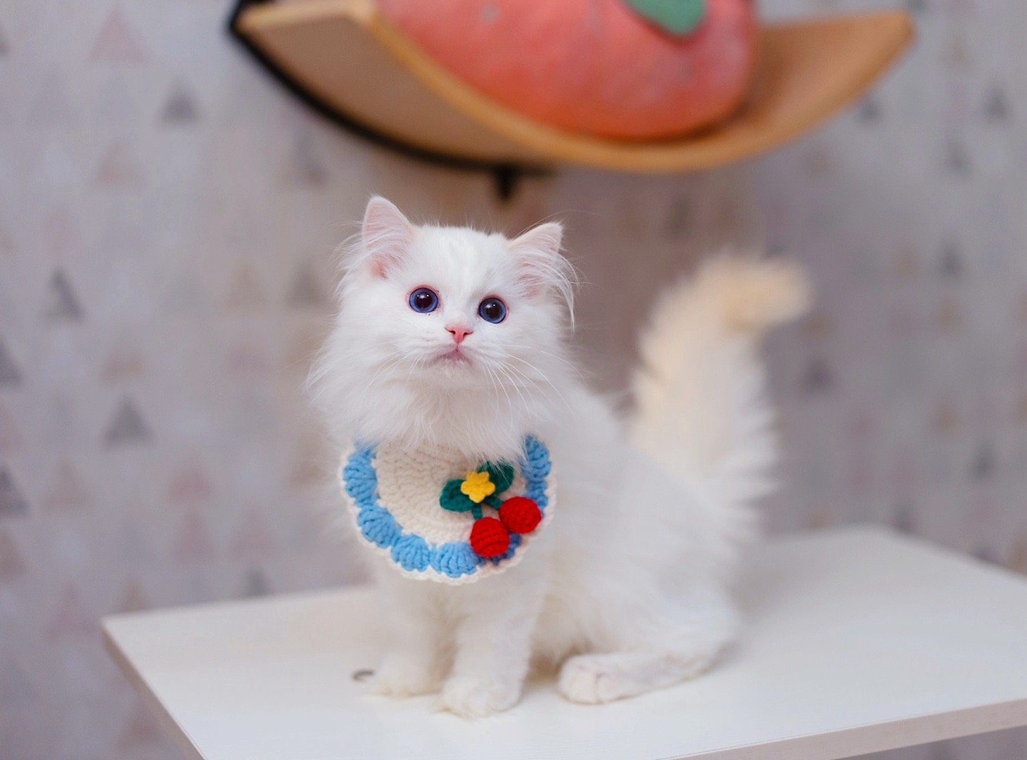 我们猫舍第一个奶油色弟弟，黄中带粉调，好可爱啊😍 ​​​