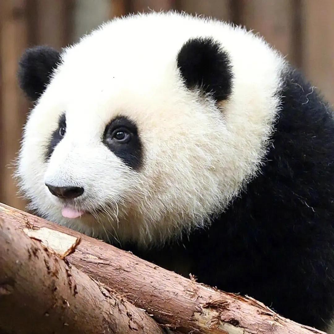 在成都大熊猫繁育研究基地，有一只熊猫的热度堪比娱乐圈顶流巨星——她就是大熊猫和花