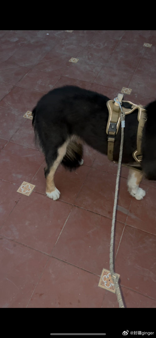 被护食的柴犬打了…夹着尾巴一瘸一拐回家 我就没见过情绪稳定的柴犬 