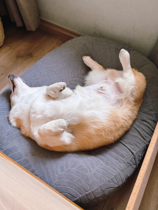 屁屁因为太胖45斤，开始减肥了