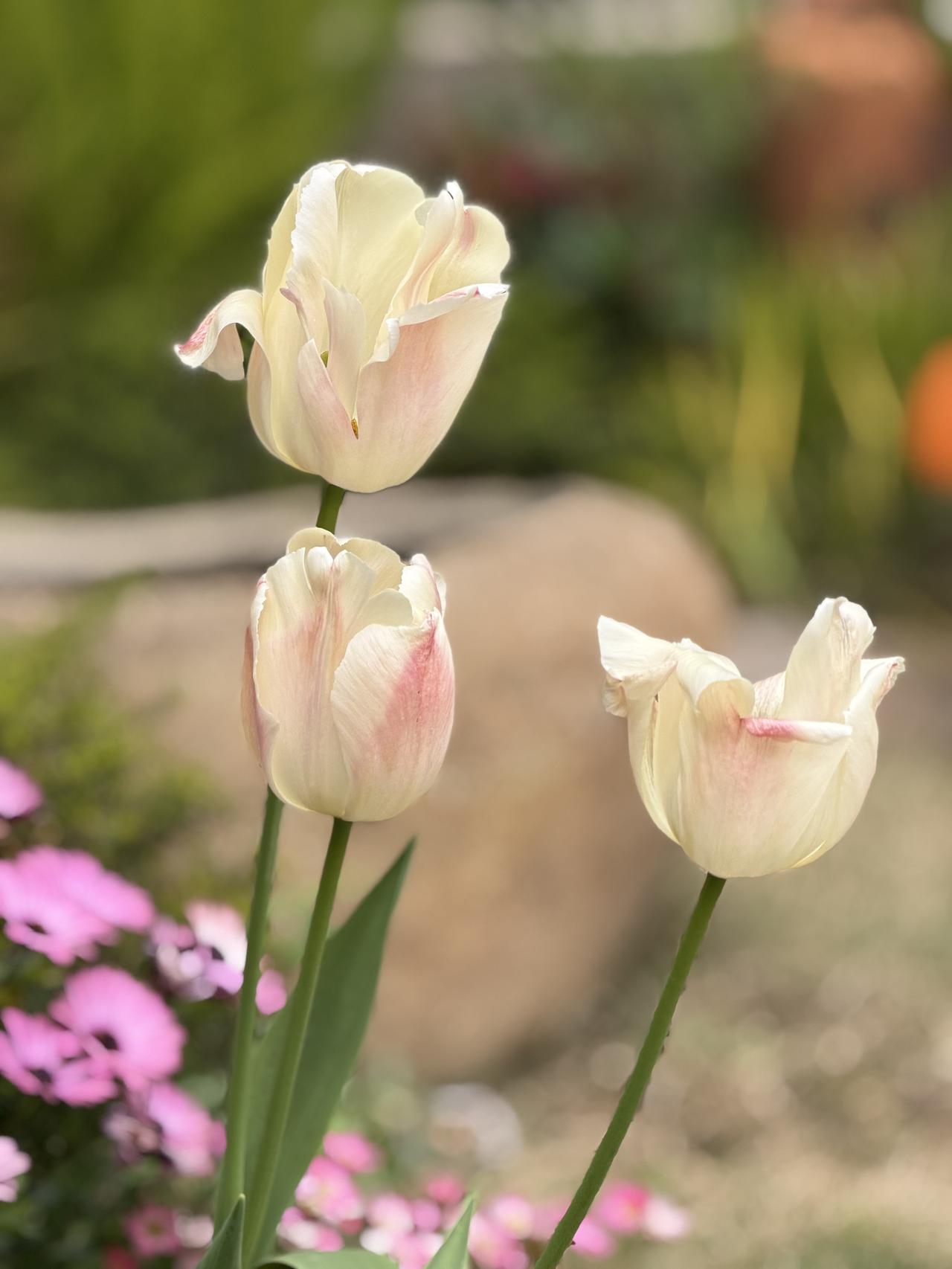 这时候，院子里最出挑的，要数郁金香了。

去年种得不多，也没刻意铺成一片，只是三