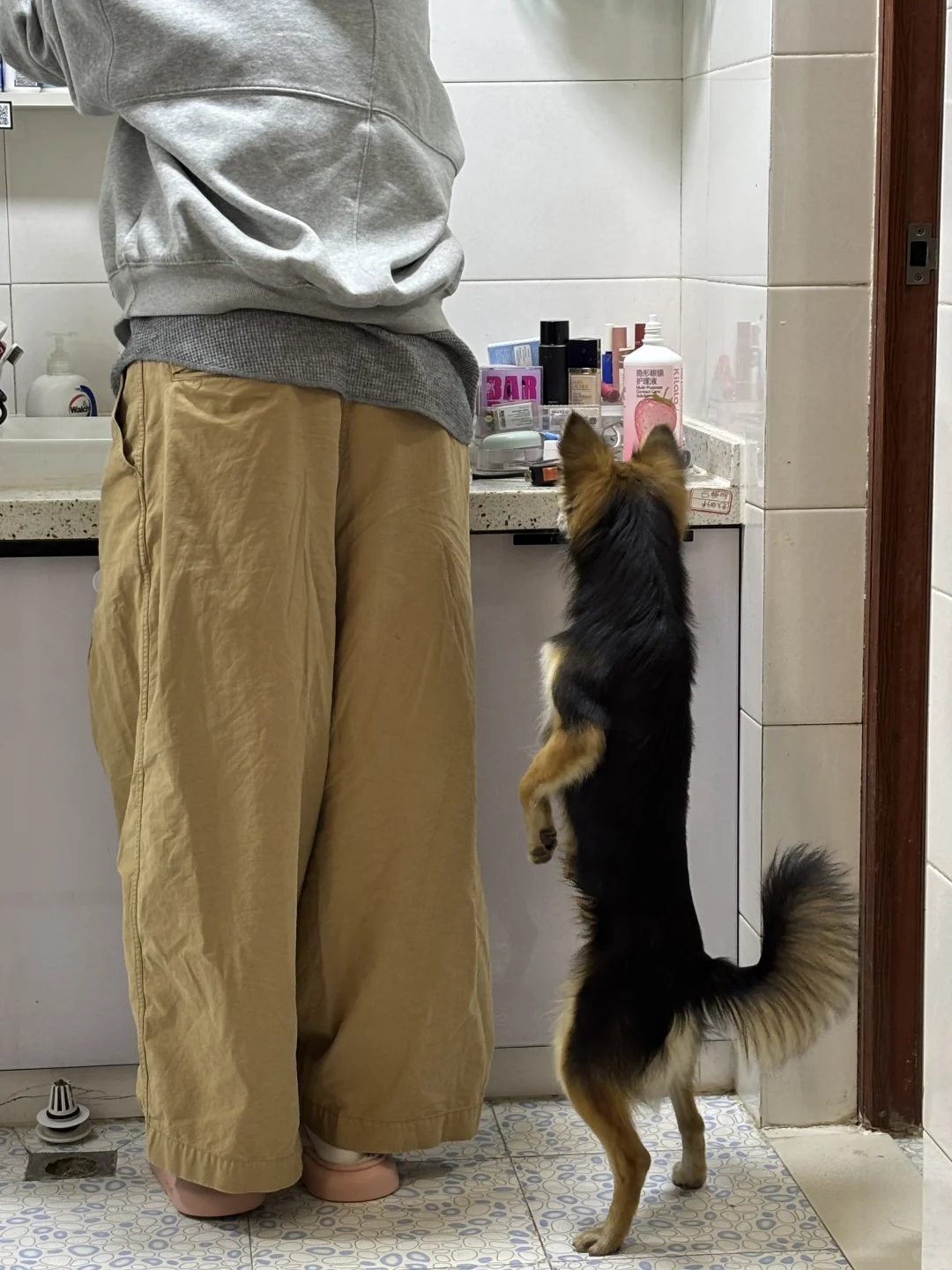 阻止小黑站立，结果和他来了个击掌