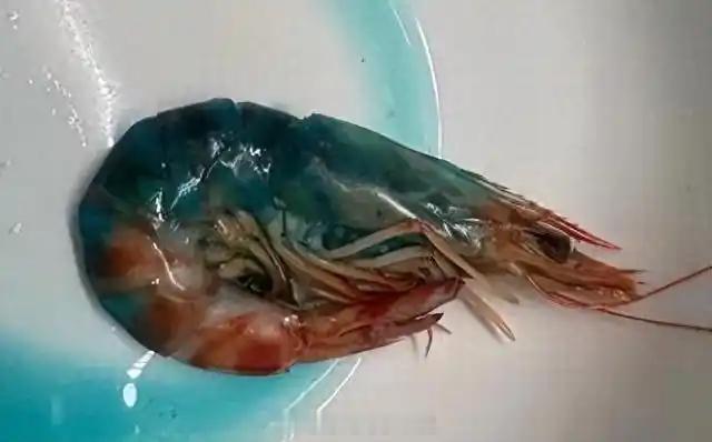 1月20日，上海的王女士称，自己在盒马网购了斑节虾，结果煮出来后发现其中一只“蓝