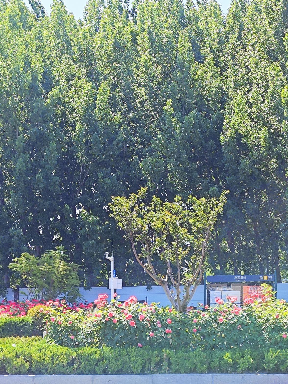 杨絮漫天飞舞如何清理（26～1）作为我个人来说，在这杨絮满天飞舞的季节里，在家时