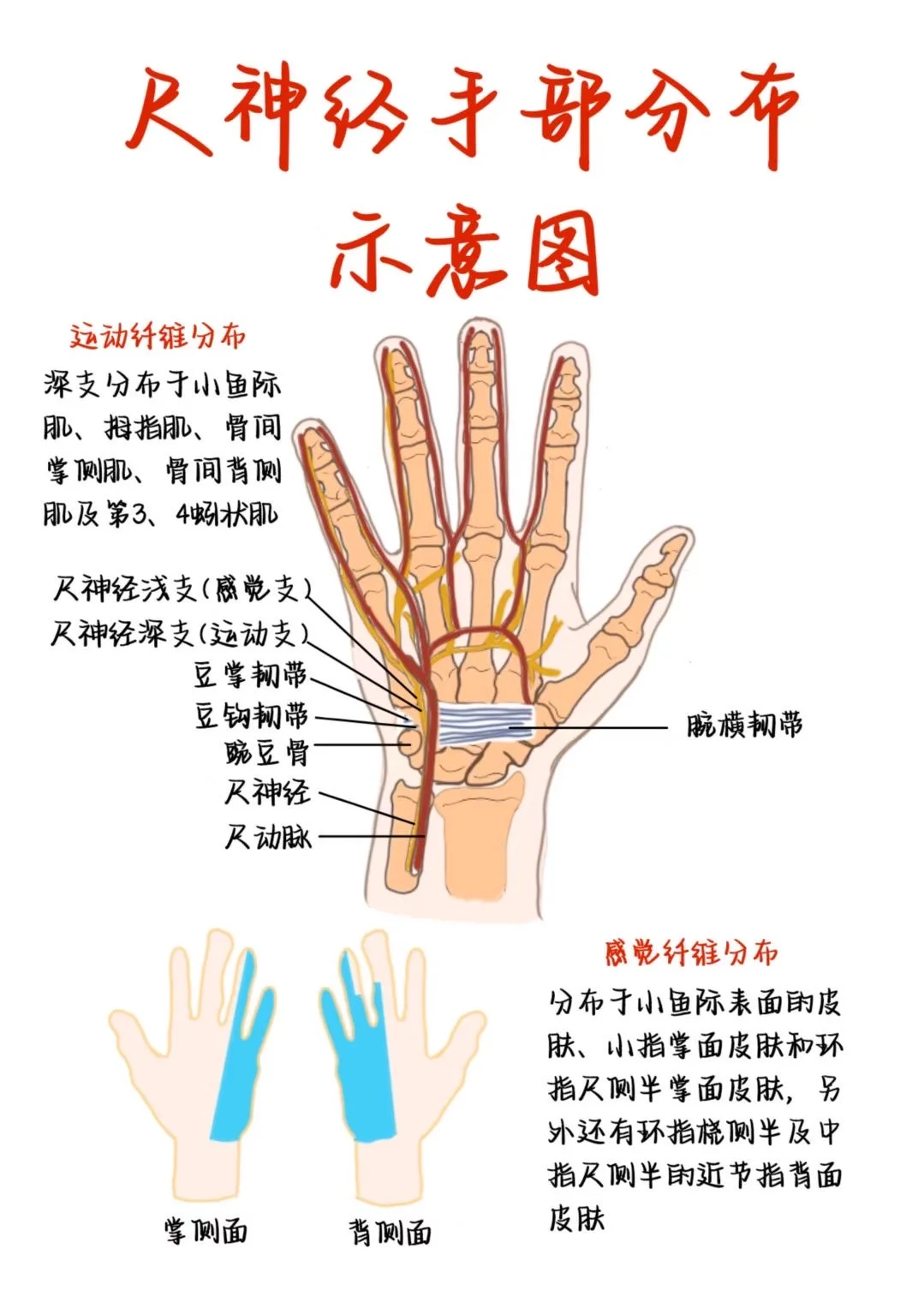 医学生笔记——尺神经手部分布示意图