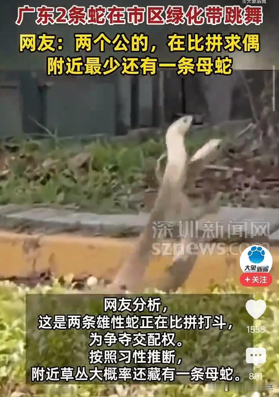 太瘆人了！广东，两条公蛇在市区绿化带跳舞，几米外就是人行道，网友：附近肯定有母蛇