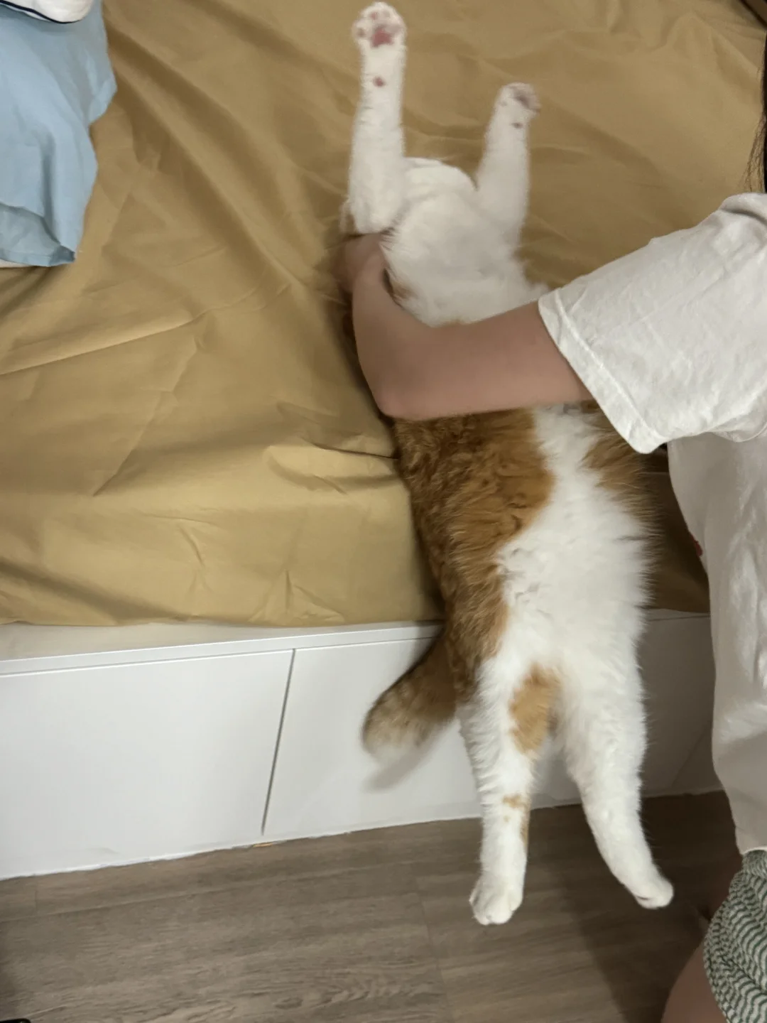 地下吸猫场所很快会被取缔