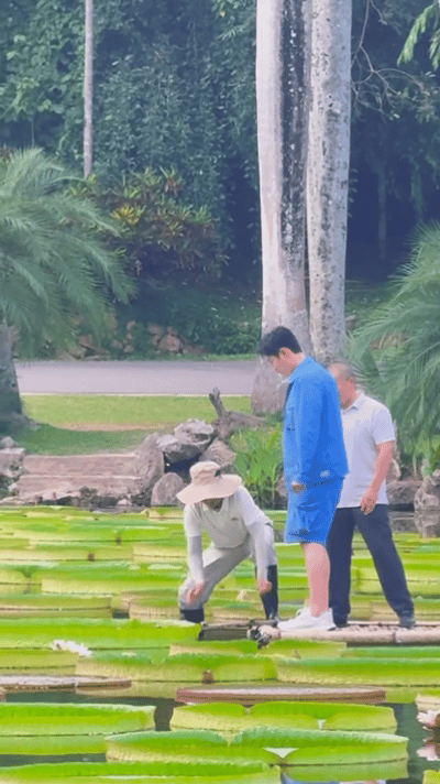 黄景瑜站在一片叶子上黄景瑜187也没多重啊 黄景瑜站上巨型王莲挑战，187cm的