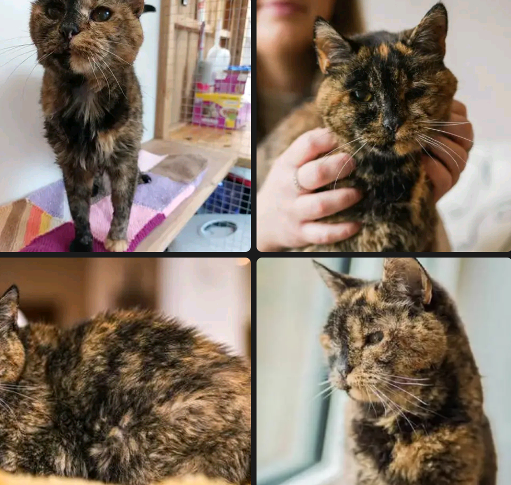 ｜ 2025年12月29日，英国伦敦的玳瑁猫弗洛西迎来30岁生日，这一消息引发全