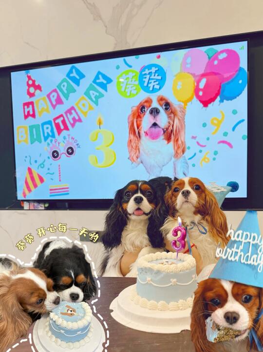 小葵葵三岁啦🎂