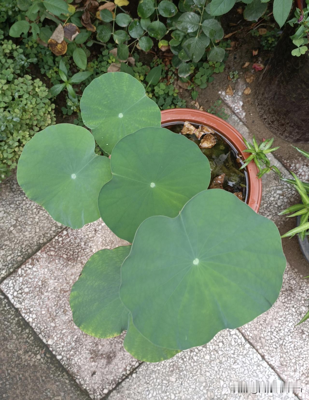 濛濛细雨中，圆圆的、润嫩的，看起来萌萌的、可爱的小荷叶……
（拍摄于沙河小院 2
