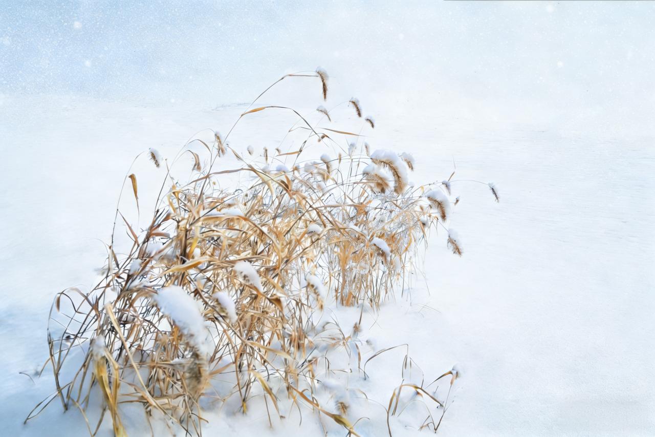 雪镜显筋骨:背景的力量
 
数九寒天下大雪，镇住了莽原的喧嚷、河川的絮语，将天地