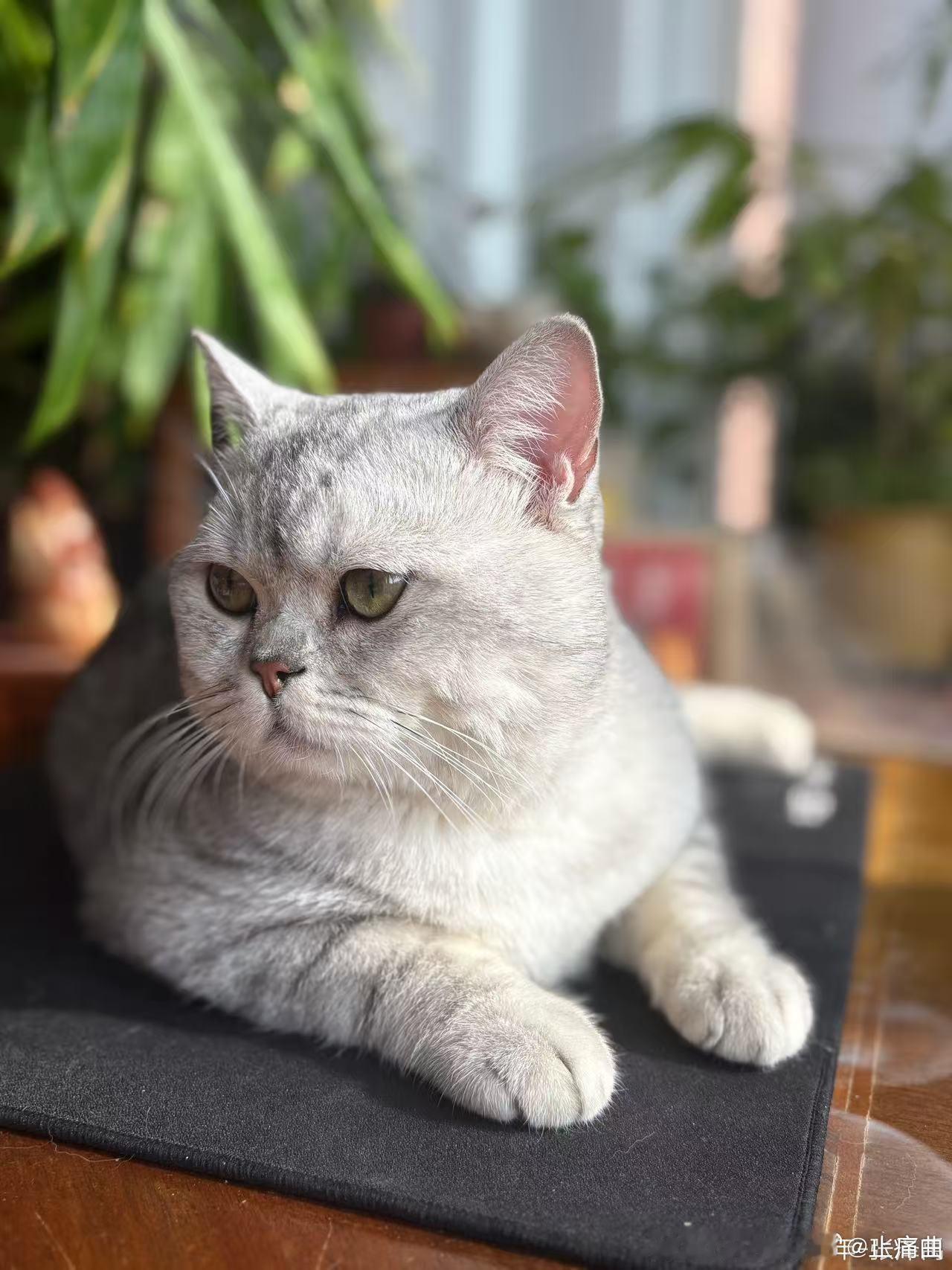 张泽禹拍的复制粘贴 张泽禹给猫拍照也太有执念了，硬是拍出了复制粘贴的效果，每一张