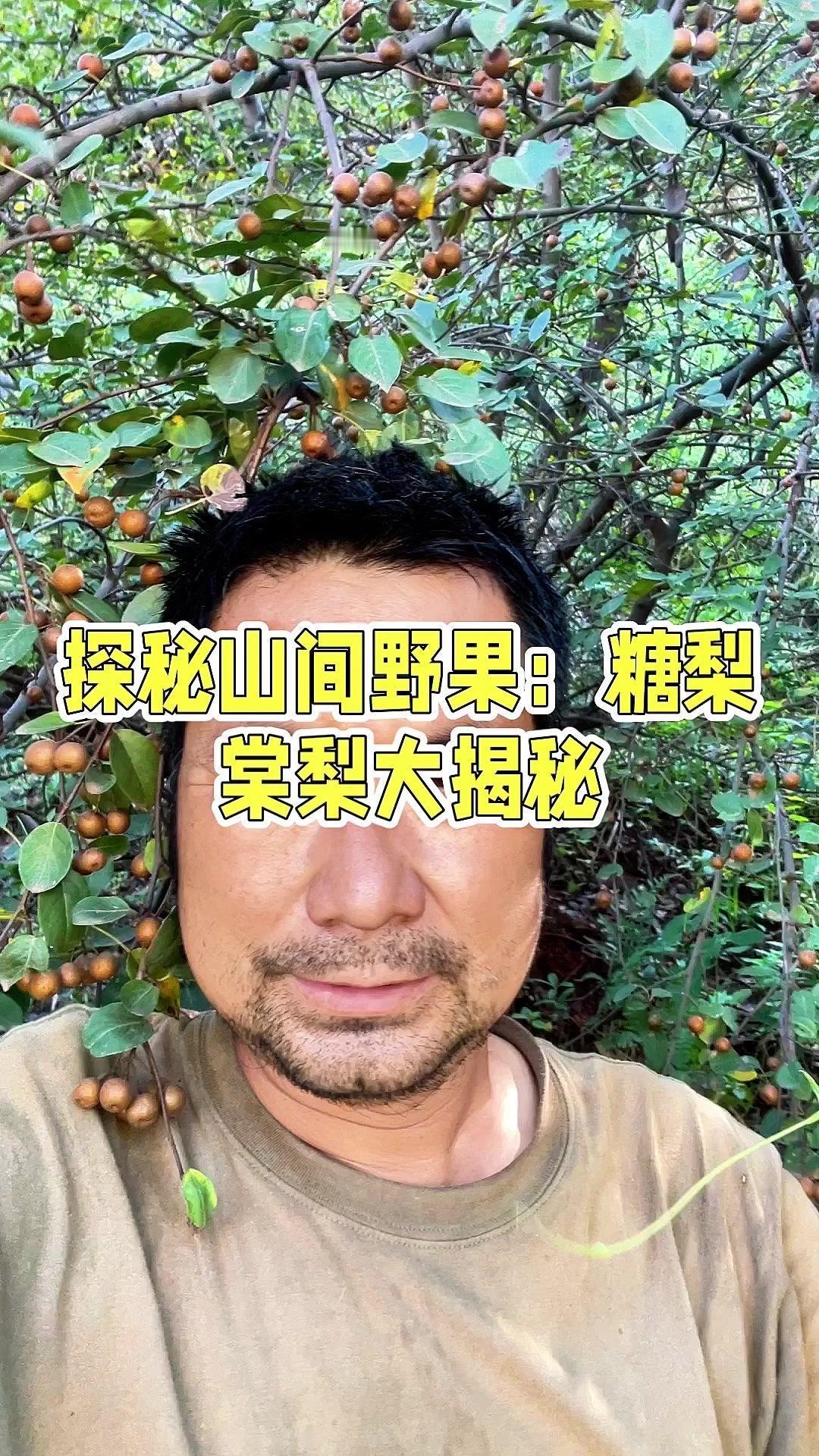 🍒这边山上的一种野果，看着有点像车厘子，但不是车厘子，看着很好吃，这个就是糖梨