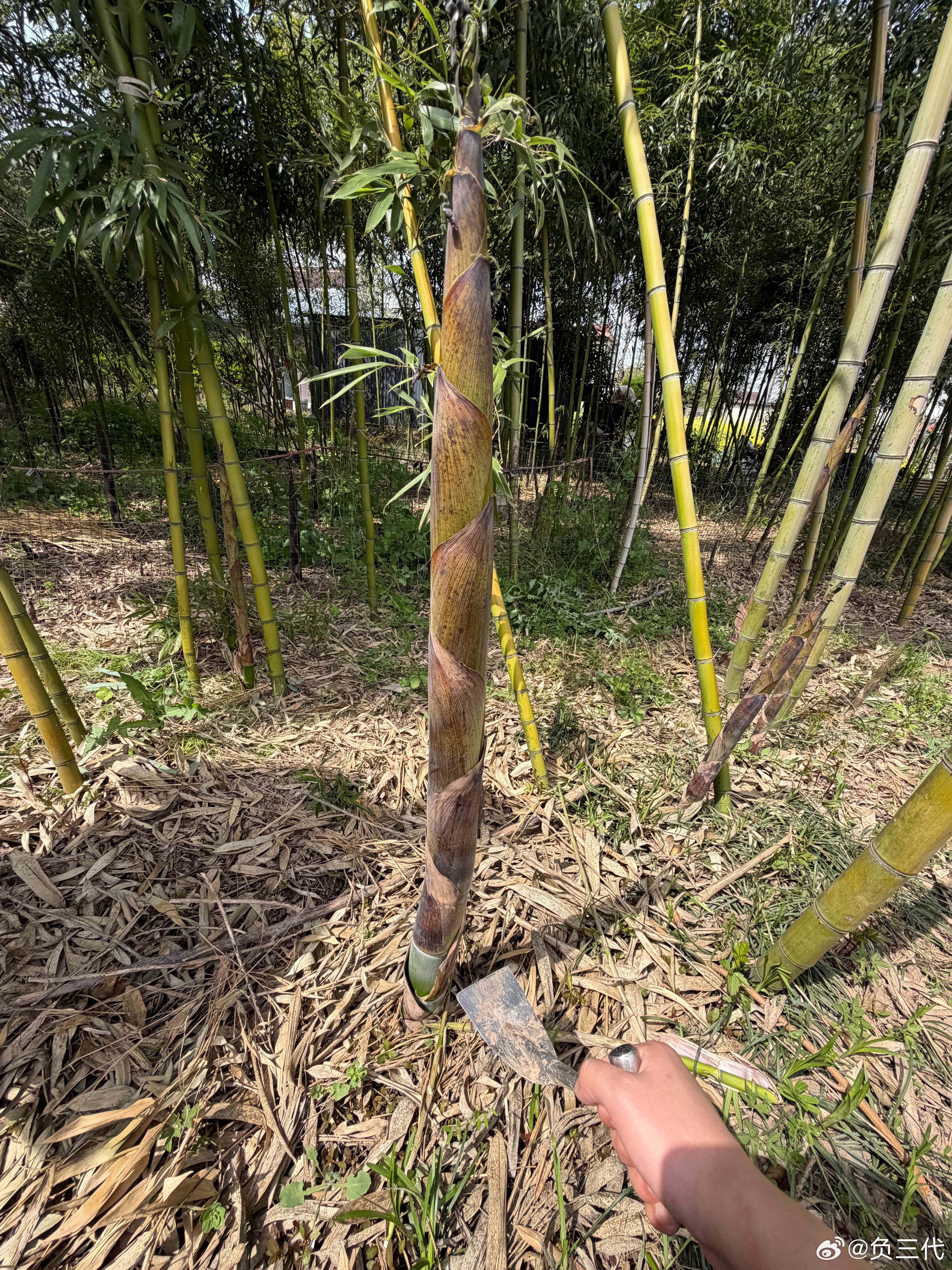 不挖笋的清明节是不完整的