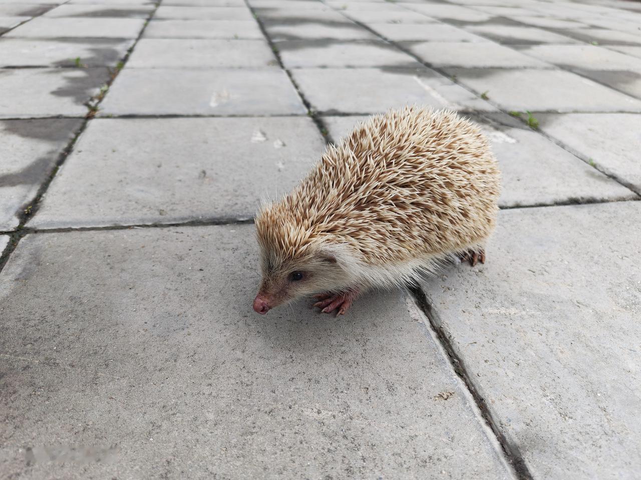 考古实习基地的小刺猬🦔
刺猬是猬形目猬科猬亚科动物的统称，一种夜行、会冬眠、背