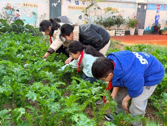 台州萌娃田间守护传递生命暖意 凤凰菜田里的成长课！三门娃以劳育心，在守护菜苗的过