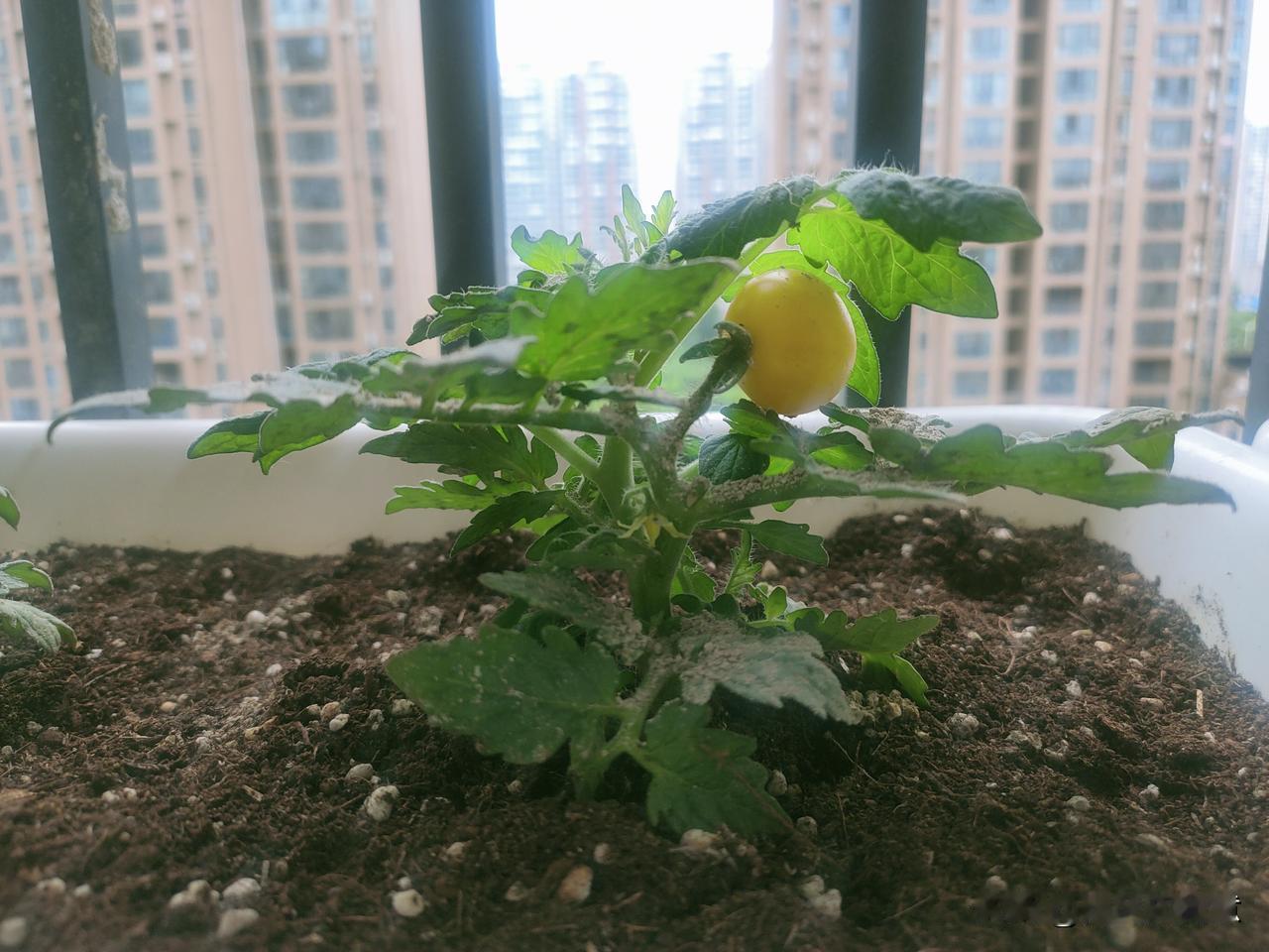只结了一个，就不结了。着急呀，眼看瓜熟蒂落了，还没想好咋吃[呲牙]一天看八百回.