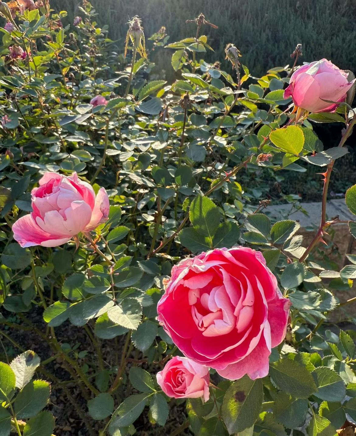 我新发布的内容被官方推荐啦！👍你也快来发布一条吧！带记录真实生活话题，更容易被