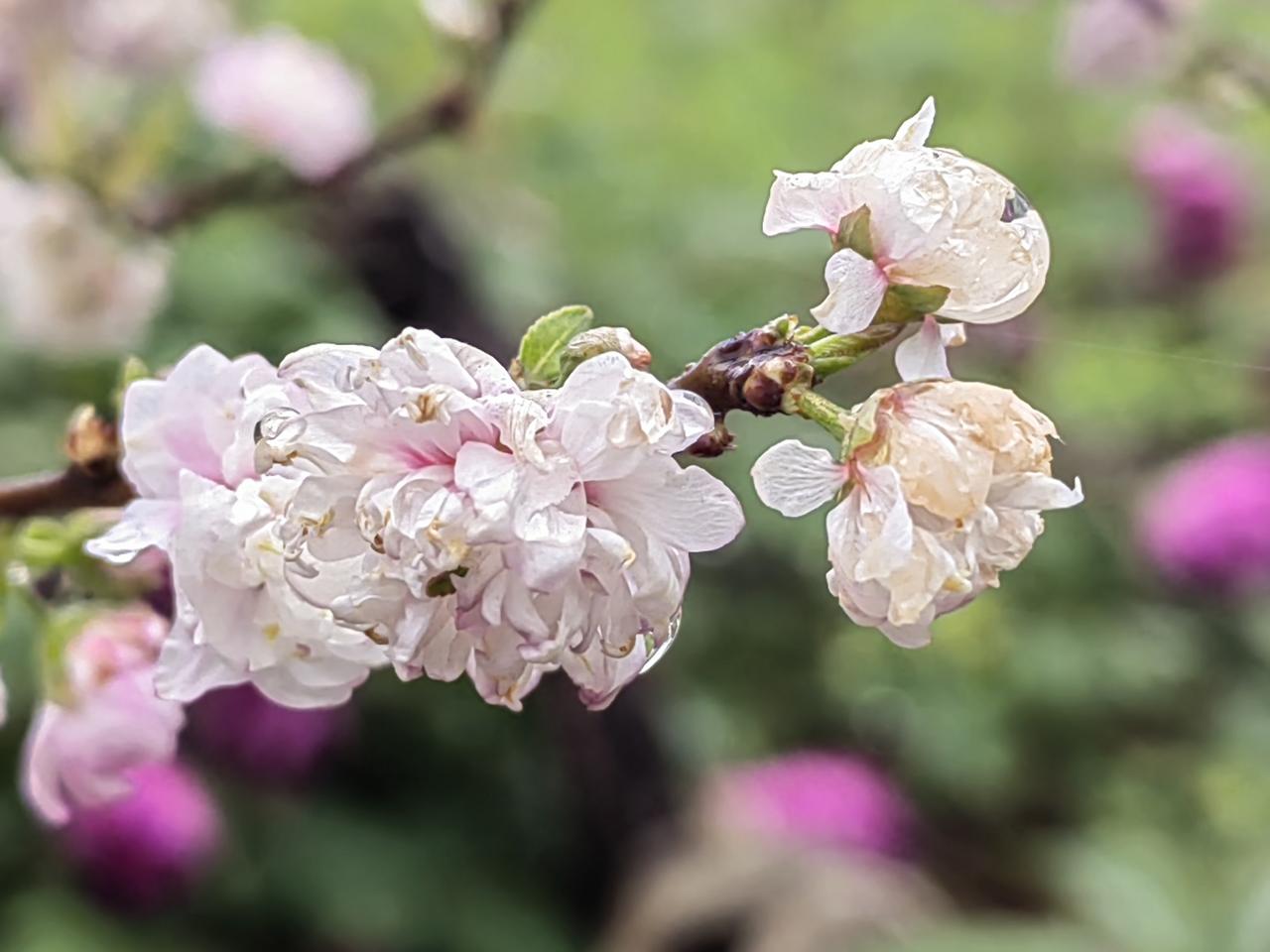 洗，洗，洗，洗得再干净，打扮得再漂亮，我也不想多看你一眼，我依然喜欢和外面的女人